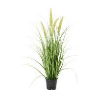 Umelá rastlina Penisetum, V: ca. 71cm - čierna/zelená, Basics, textil/plast (71cm) - Modern Living