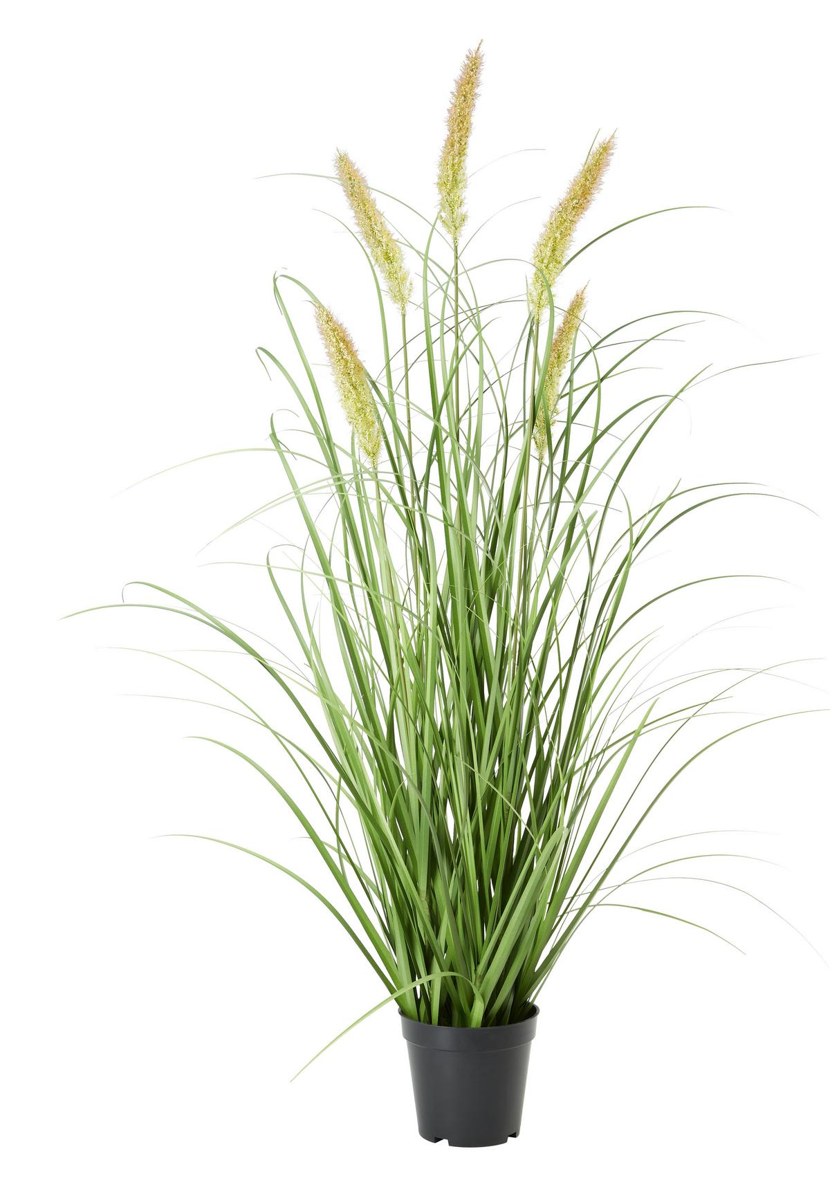 Umelá rastlina Penisetum, V: ca. 97cm - čierna/zelená, Basics, textil/plast (97cm) - Modern Living