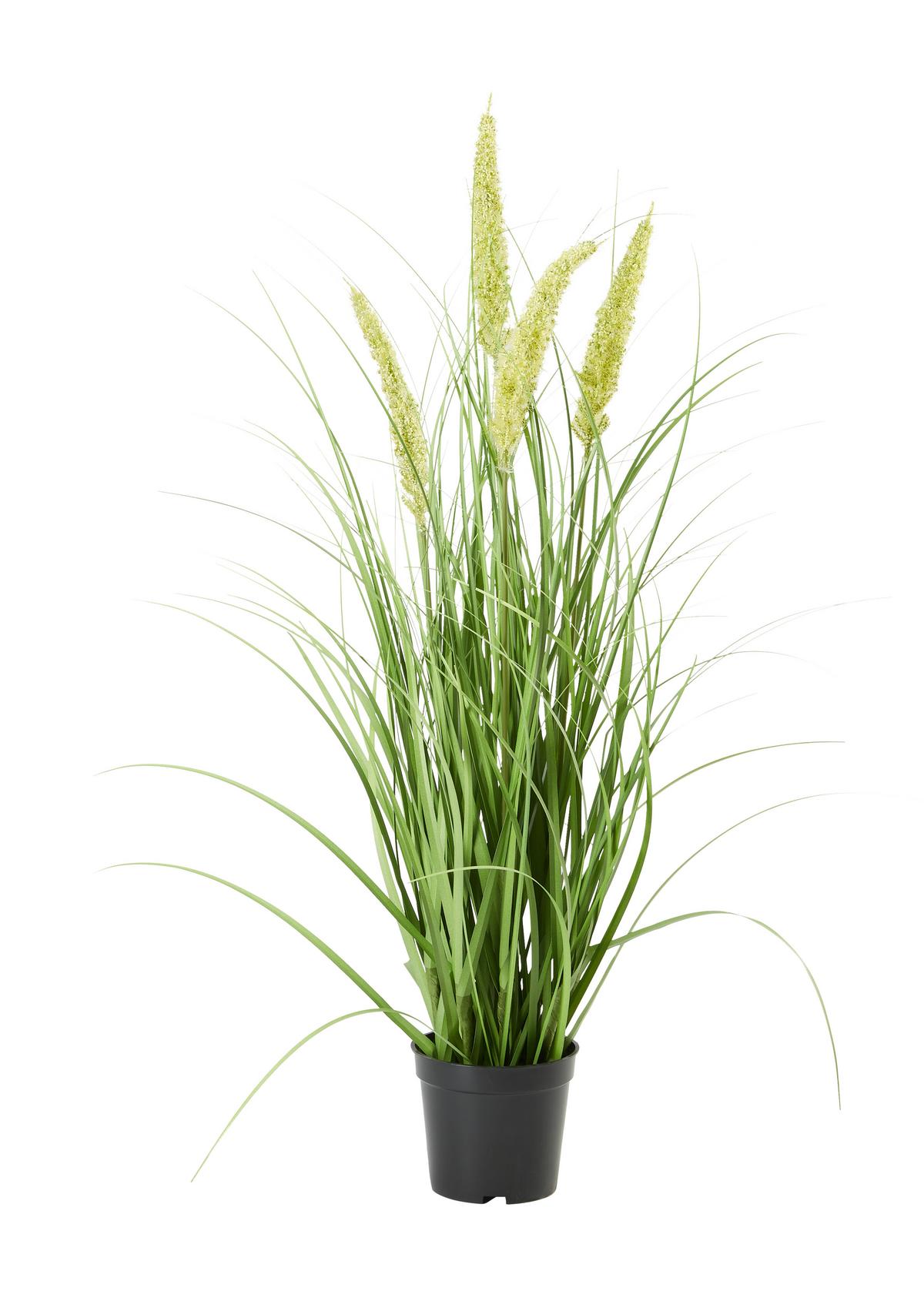 Umelá rastlina Penisetum, V: ca. 71cm - čierna/zelená, Basics, textil/plast (71cm) - Modern Living